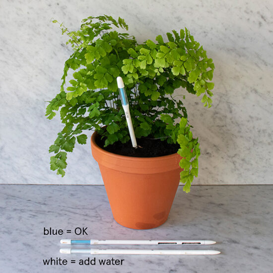 SUStee watering checker for your plants size L by Botanopia