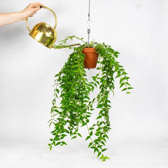 Bolty – Hanging planter system for plant pots