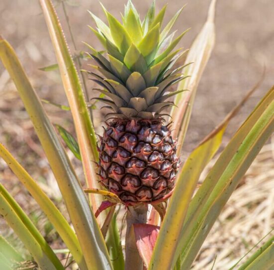 How To Grow A Pineapple From Its Crown In A Few Easy Steps 1234