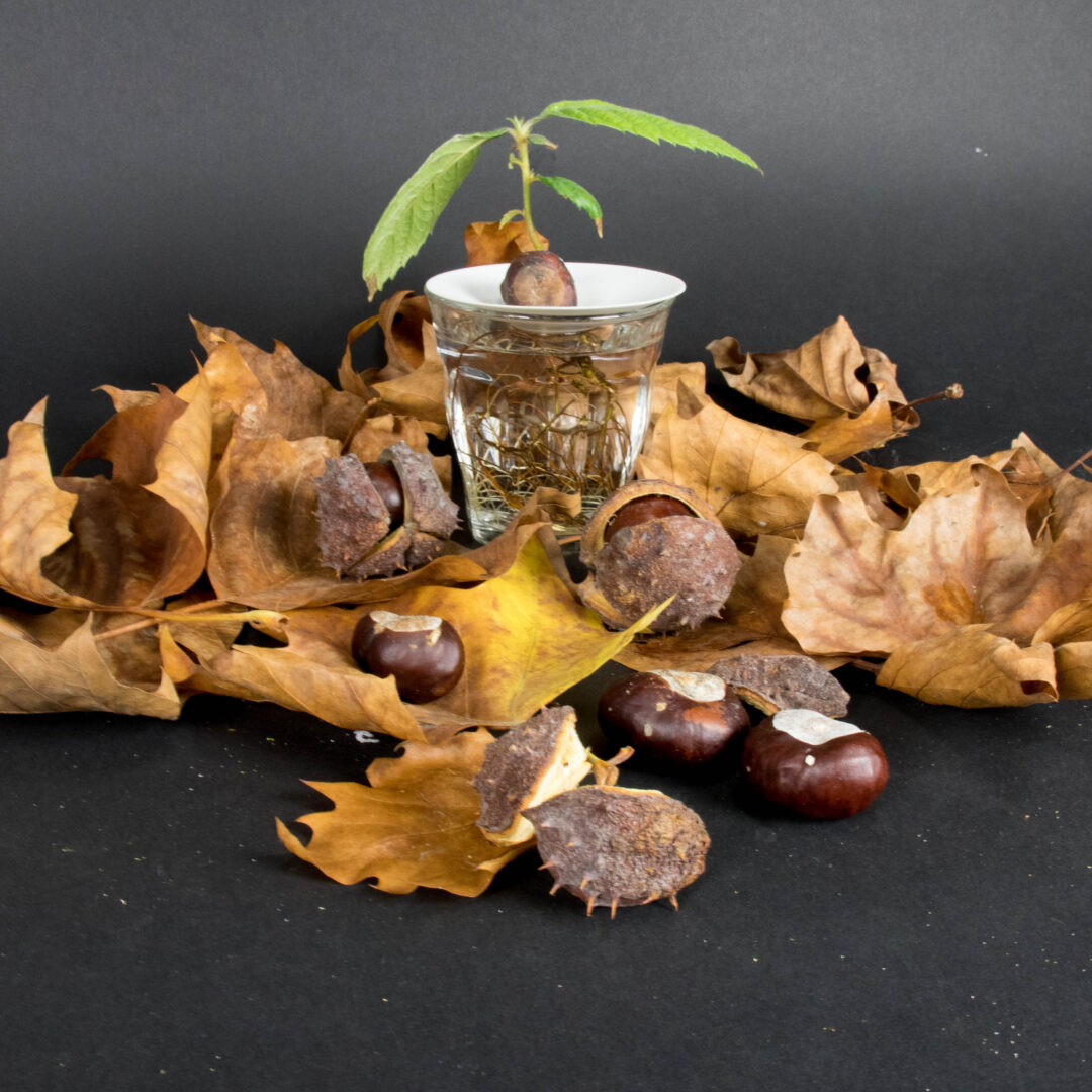 growing chestnuts in water