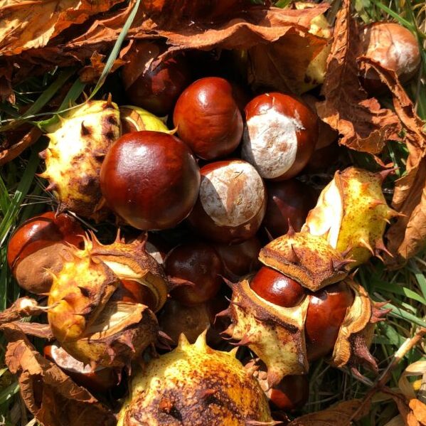 Horse chestnuts by Red Dot