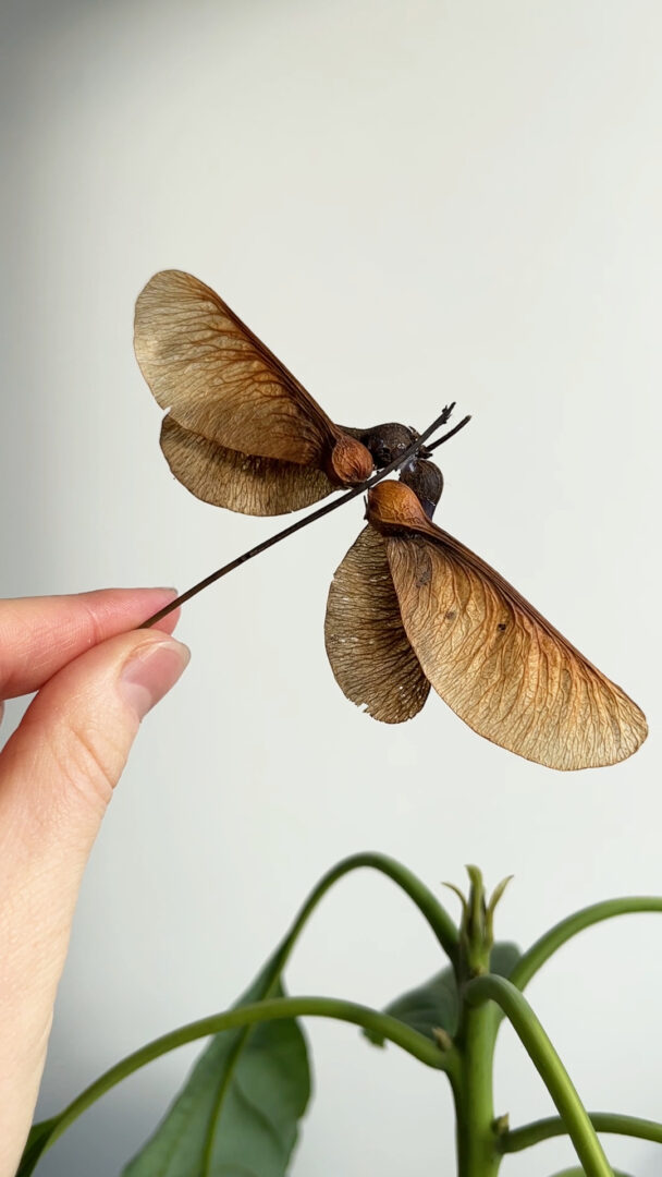 Dragonfly craft made out of maple tree seeds and a tiny stick