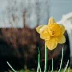 yellow Daffodil in the sun by lisa fotios