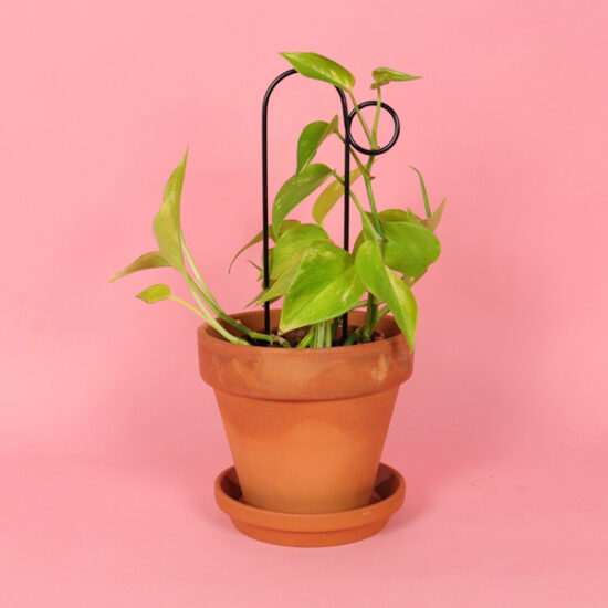 Mini Plant Stake Bump Black by Botanopia