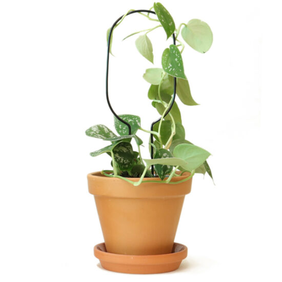 Mini Plant Stake Hoop Black by Botanopia