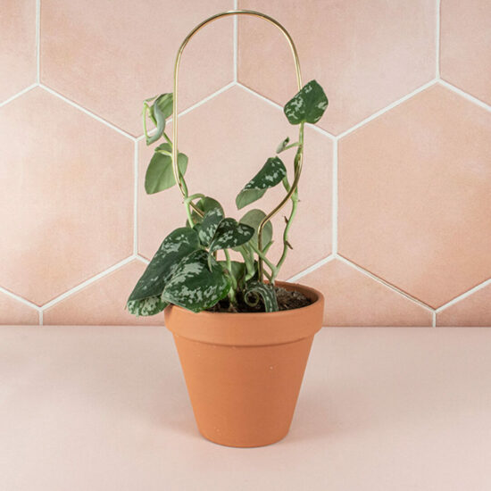 Mini Plant Stake Hoop Gold by Botanopia