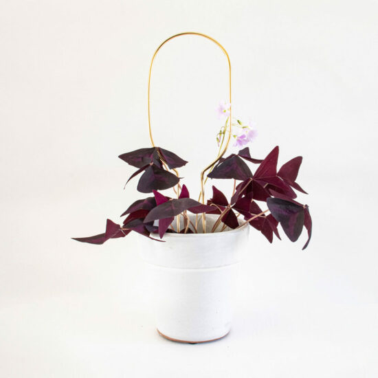 Mini Plant Stake Hoop Gold by Botanopia