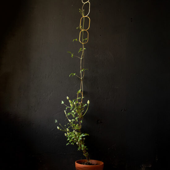 Climbing plant support gold by Botanopia